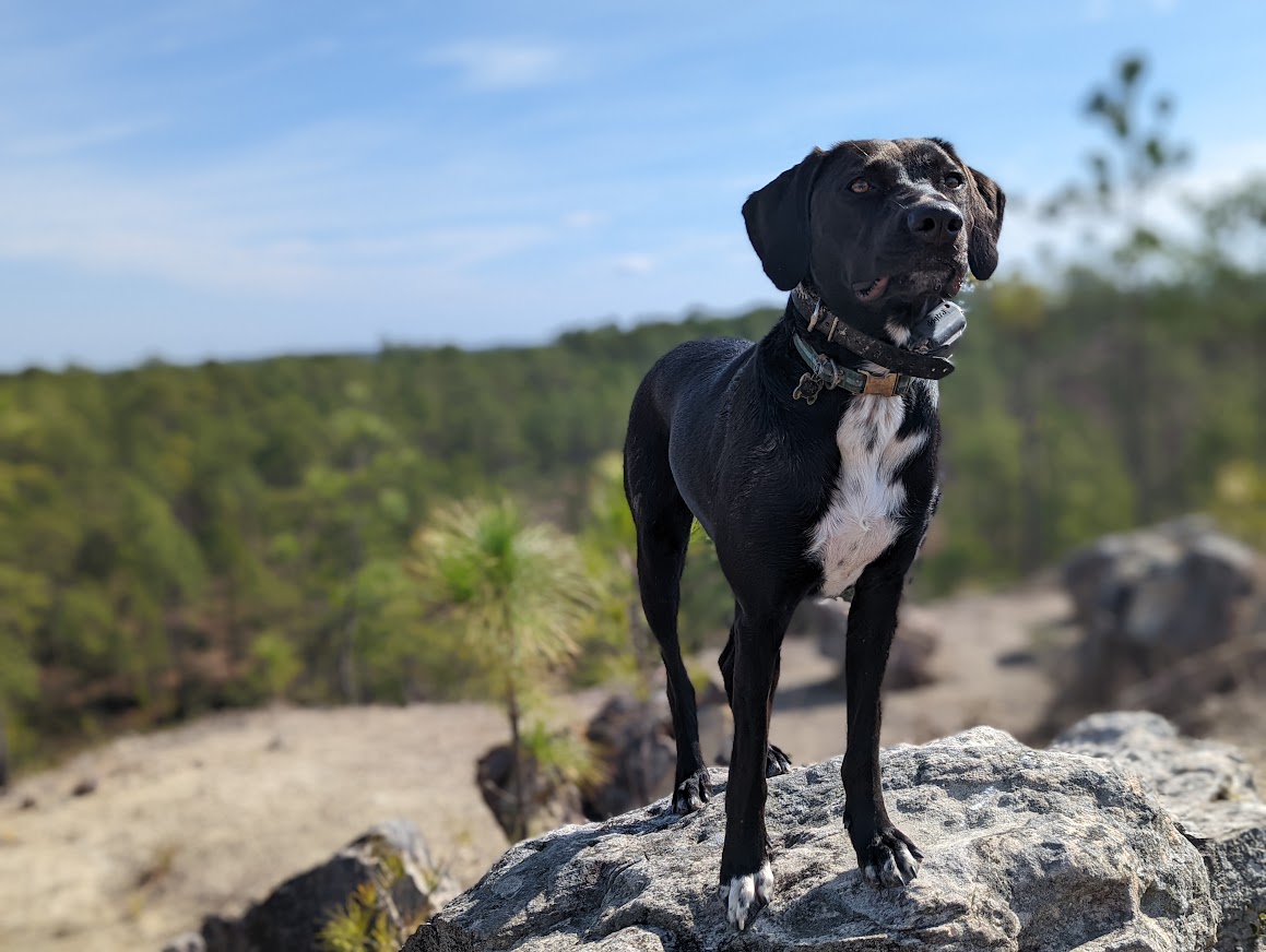 Skye S Guide To Moonscape Overlook At Kisatchie National Forest